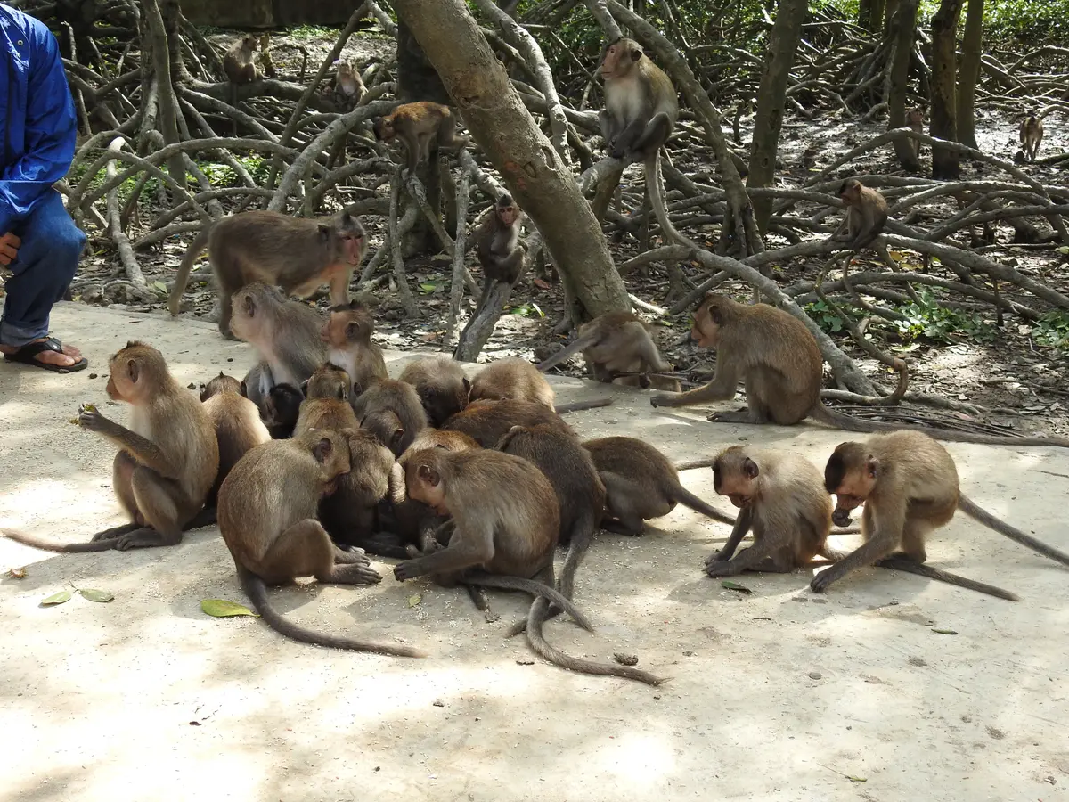 Group of long-tailed macaques on pale sand among mangrove roots