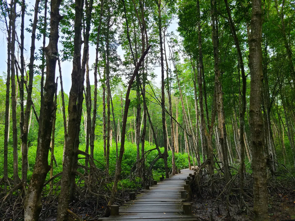 Wooden boardwalk winding between slim trees in a green forest