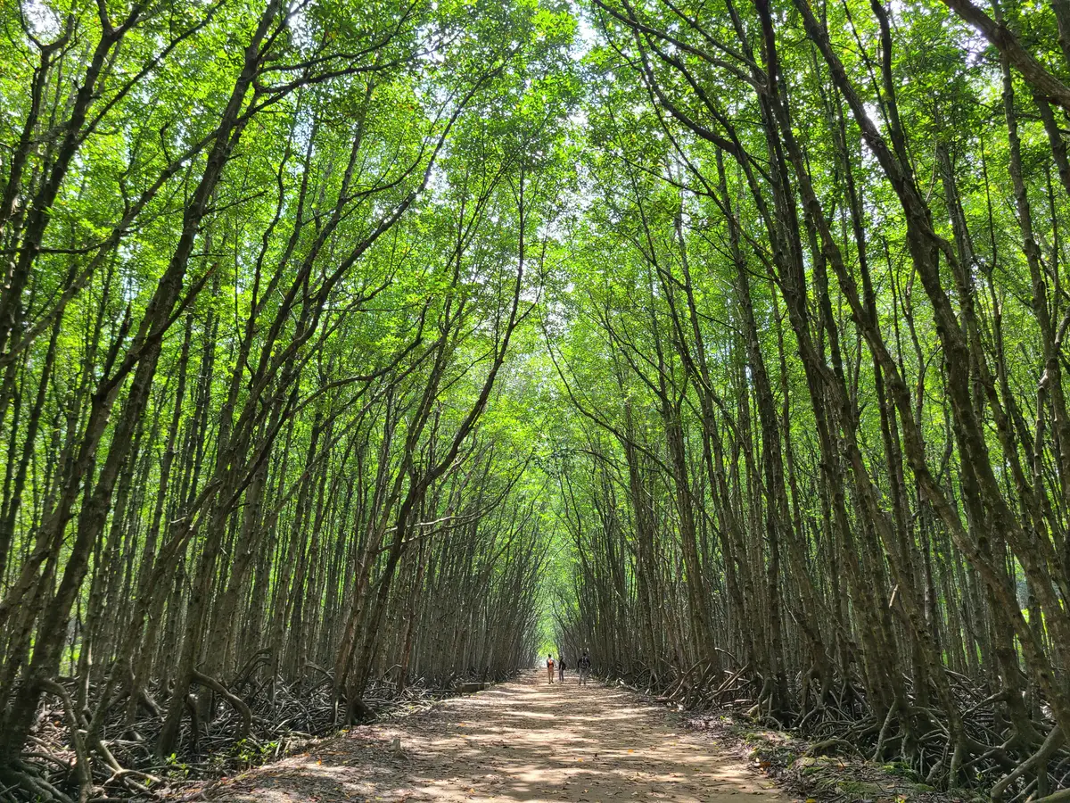Dirt track running between tall, thin mangrove trees with green leaves