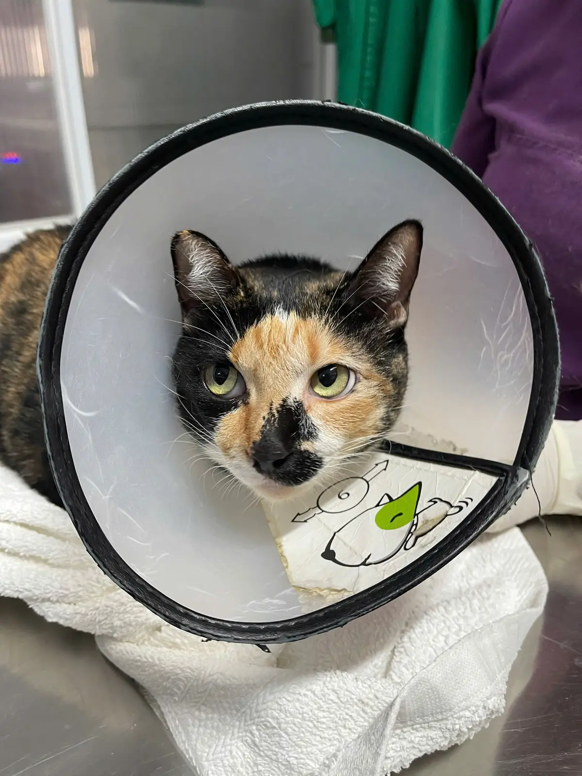 Tortoiseshell cat wearing a clear protective cone on a towel