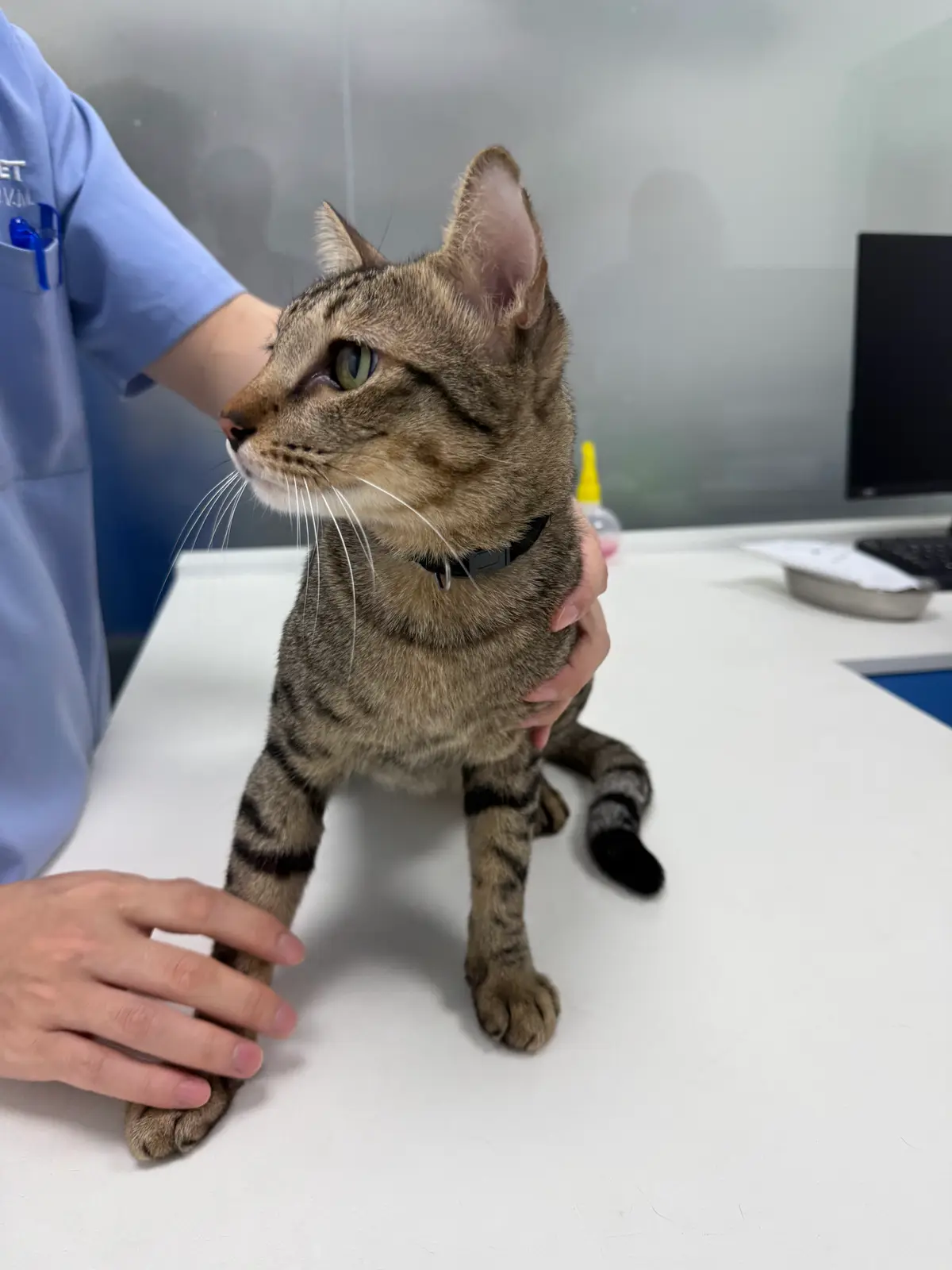Tabby cat standing on a white examination table held by a vet