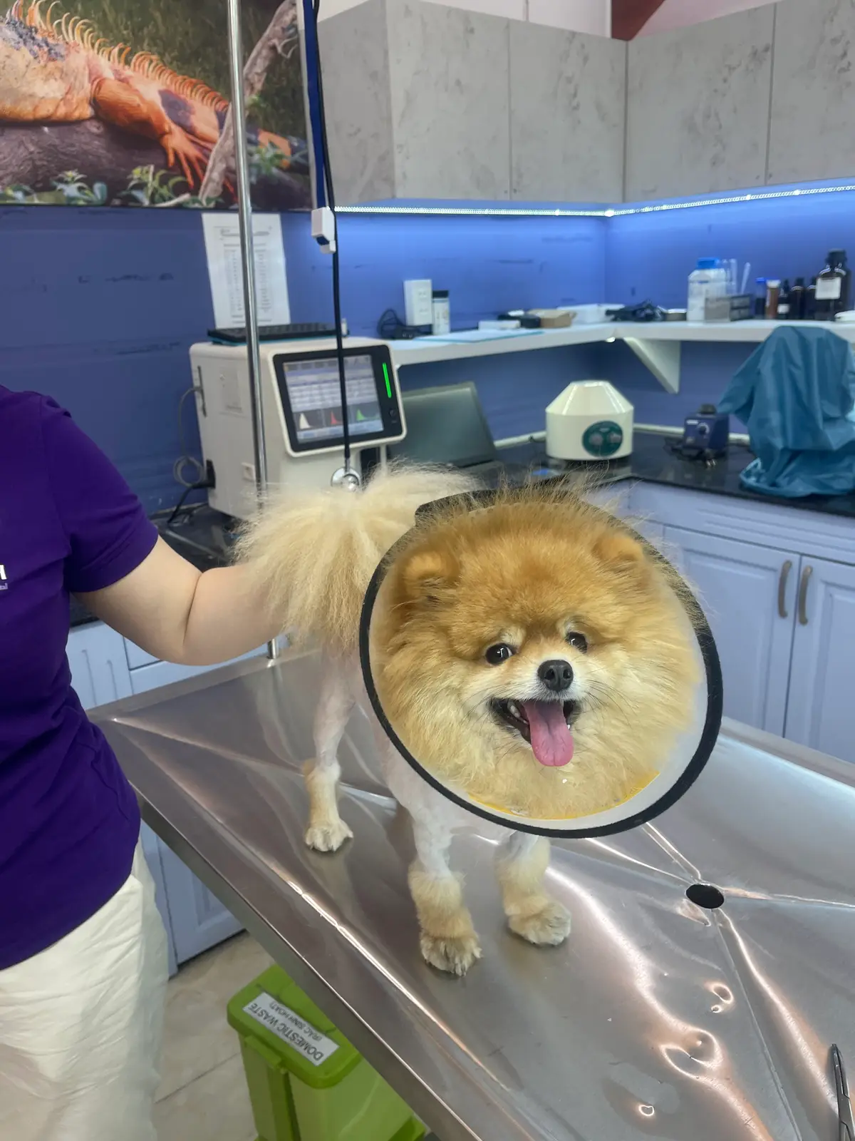 Fluffy dog wearing a protective cone on a steel table beside medical equipment
